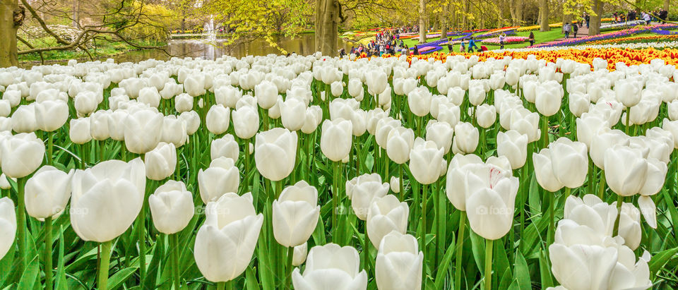 White tulips 