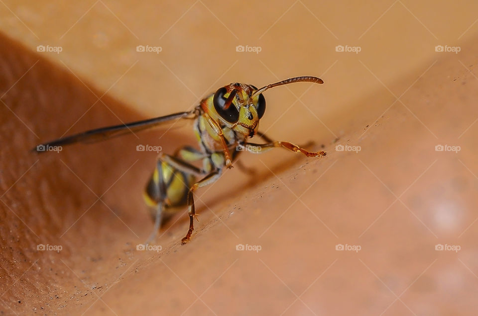 macro closeup on wasp