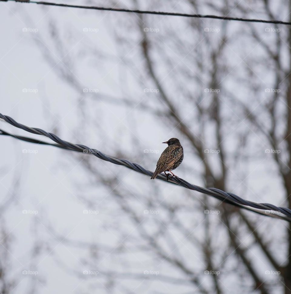 A lovely little “common Starling”, sitting on a wire above my backyard. 