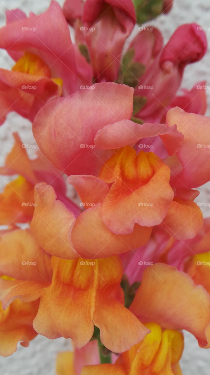 macro
close up

Antirrhinum is a genus of plants commonly known as dragon flowers or snapdragons because of the flowers' fancied resemblance to the face of a dragon that opens and closes its mouth when laterally squeezed. They are native to rocky areas of Europe

tricolour orange pink.