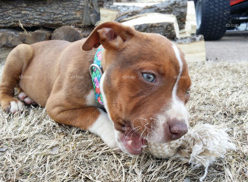 Sweet little Catahoula pit bull mix cross with green eyes blaze face brindle coat sitting in the winter grass chewing on a toy showing her baby teeth