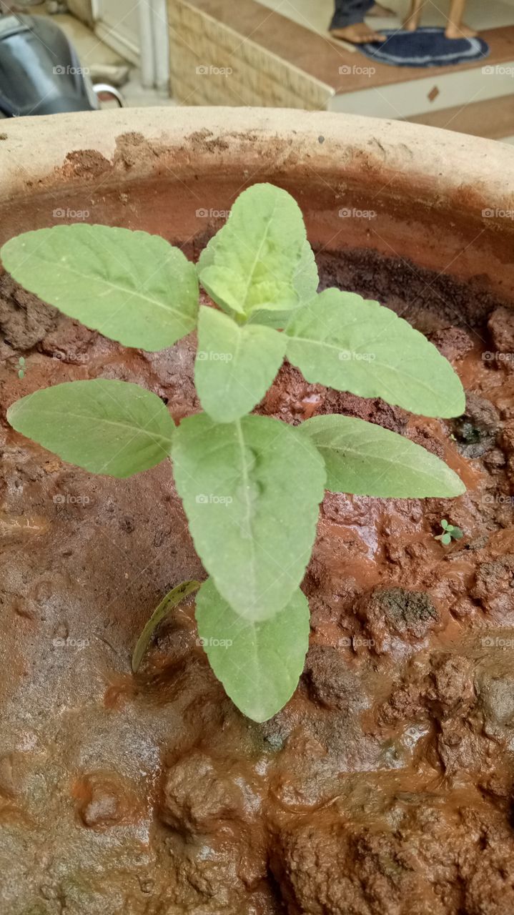 Tulsi plant