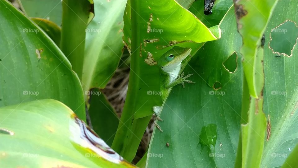 Leaf, Cactus, Rain, No Person, Nature