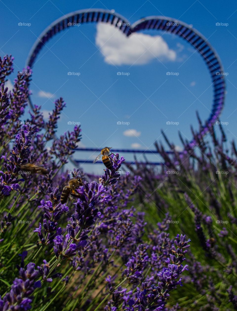 Bees, lavender and a big heart. 