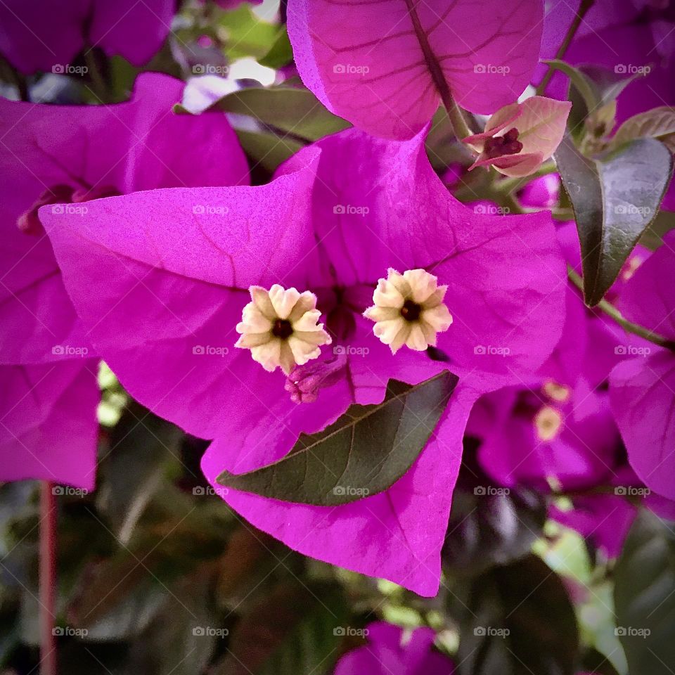 🇺🇸 Spring is the season of Flowers. And last season, this flower (which is called spring)... smiled at me! / 🇧🇷 A Primavera é a estação das Flores. E na estacão passada, essa flor (que se chama primavera)... sorriu para mim!