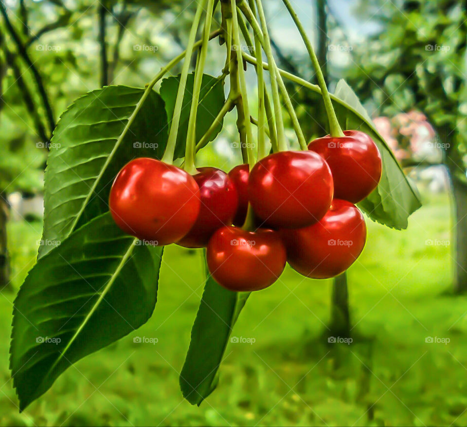 Red cherry nature garden summer by elvio