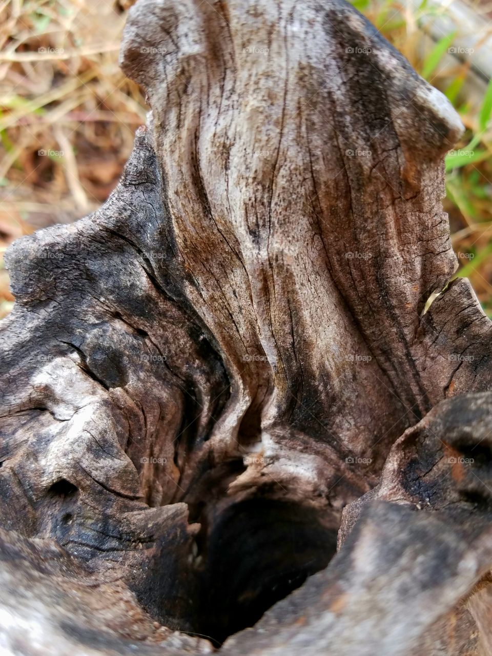 tree stump with texture and character