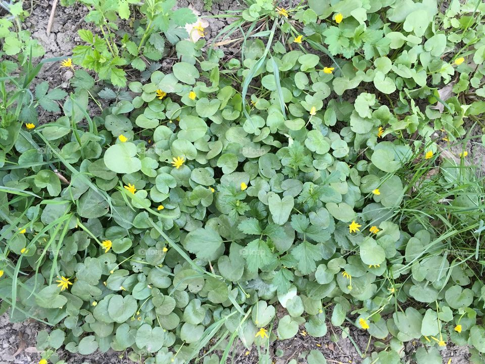 Green plants