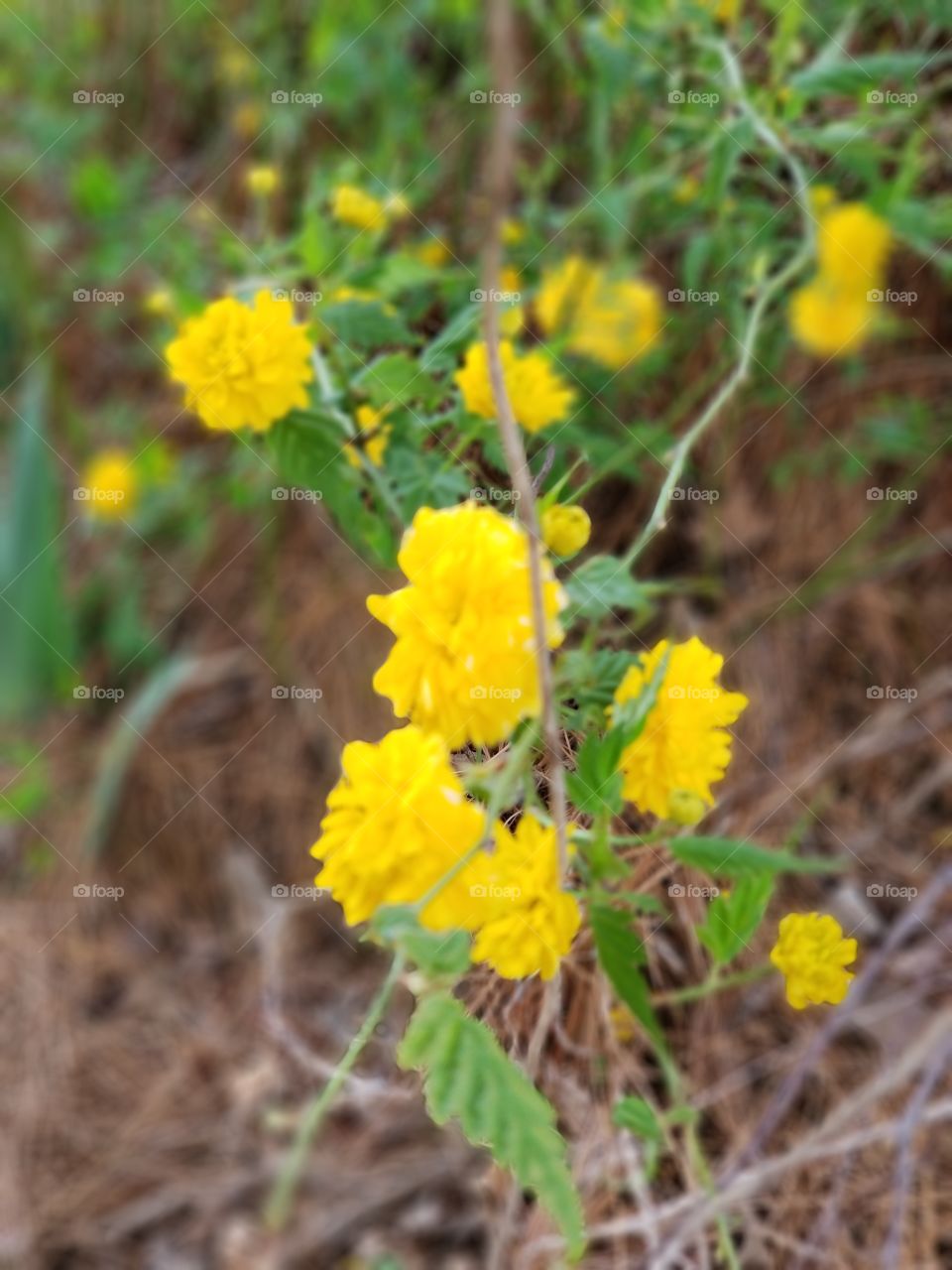 Beautiful yellow flowers