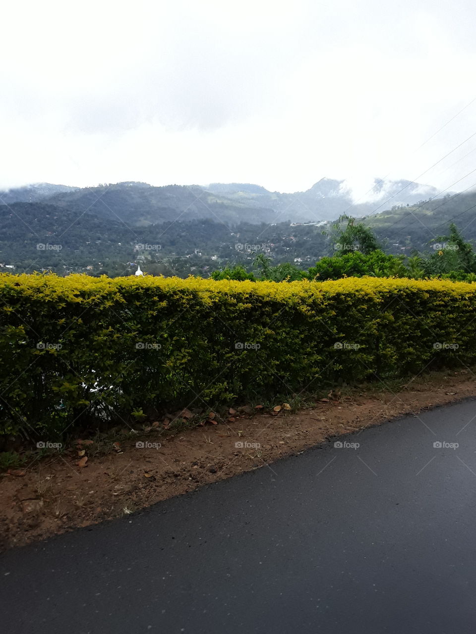 beautiful location. Local name: Andara haritha plant. this is picture of haritha plant nursery.