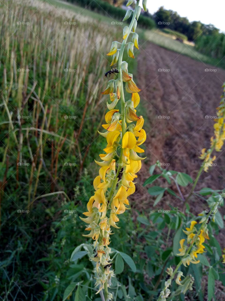 flowers