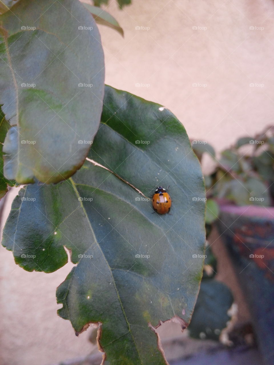 Ladybird in my garden