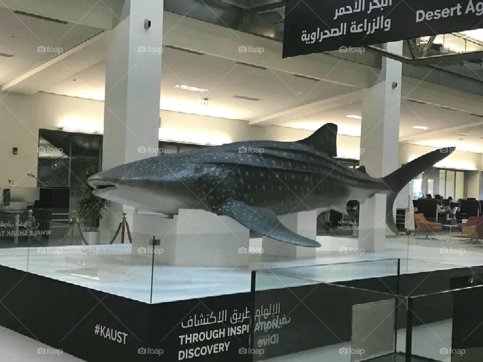 Exhibition about marine life