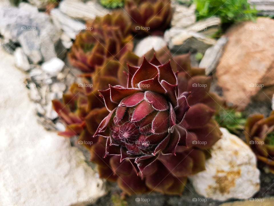 Sempervivum
