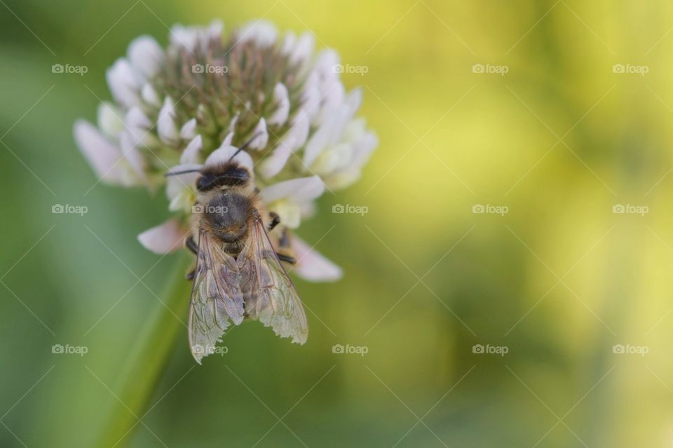 Bee with tattered wings