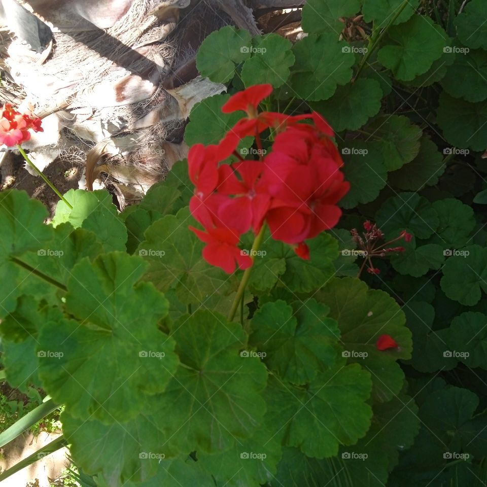 love flower , red and beautiful landscape