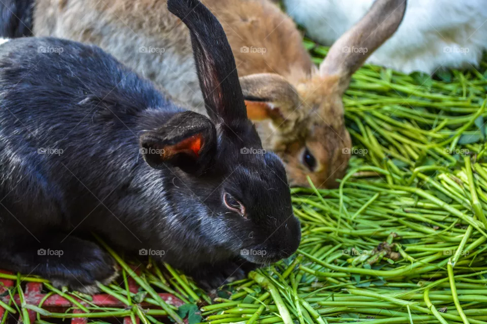 grass