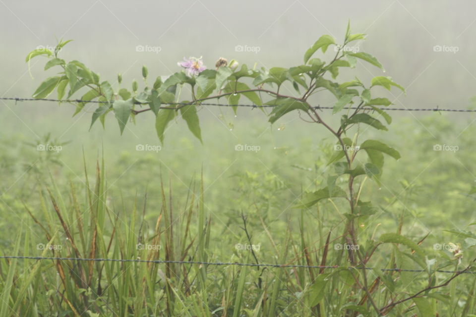 Passion flower vines in the misty morning