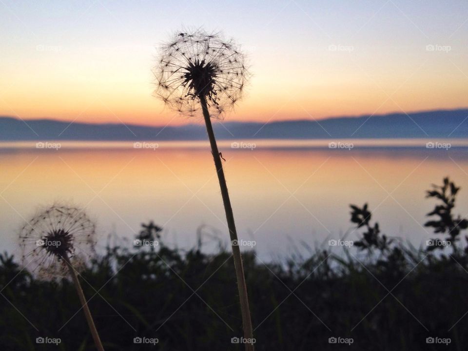 Dandelion in sunset