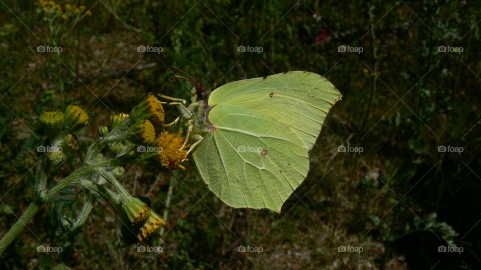 Schmetterling auf einer Blume