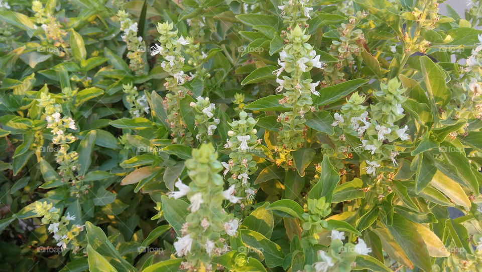 Holy Basil/Osimum Basilicum(Sweet Tulsi) in Sharjah United Arab Emirates.