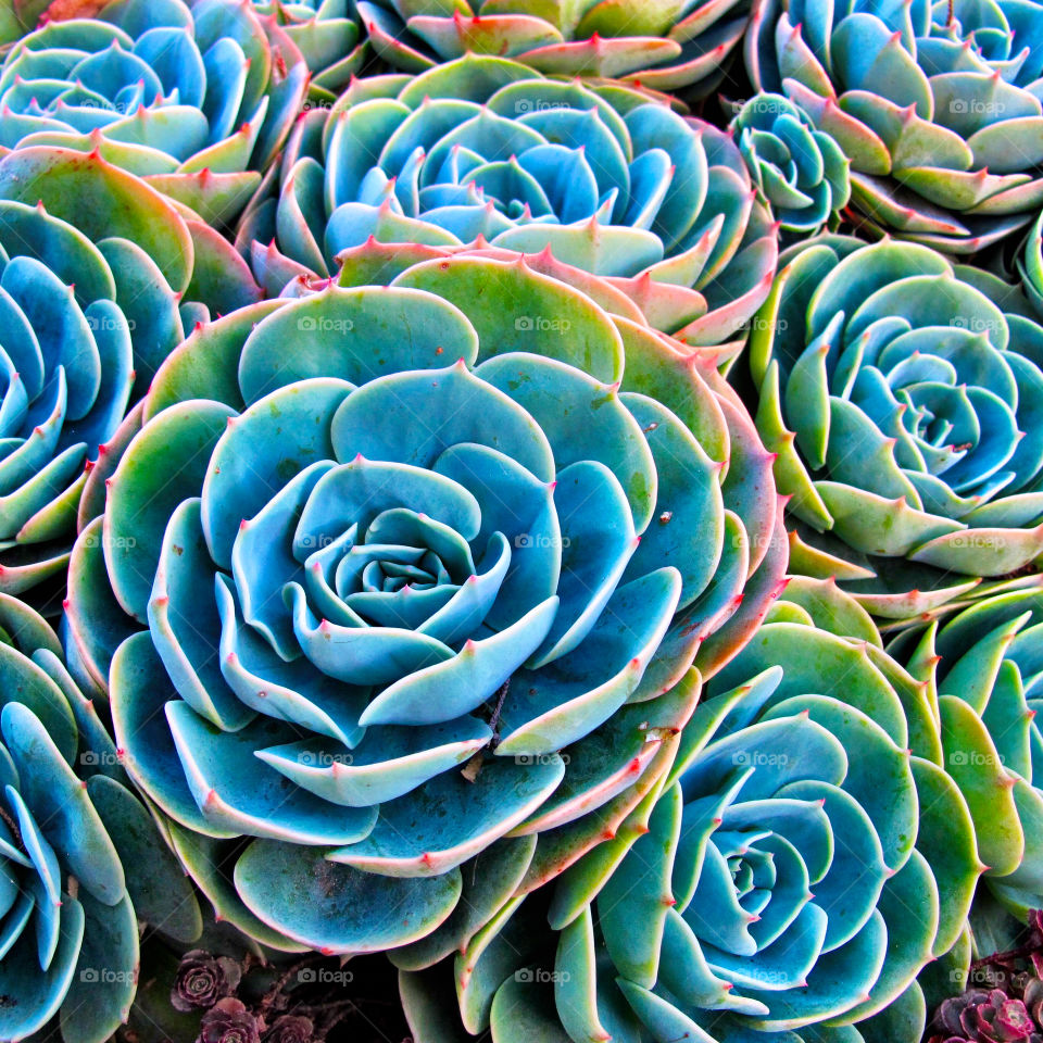 Succulents 