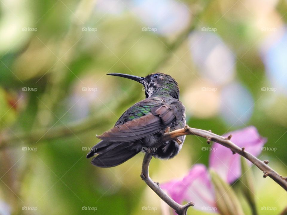 Hummingbird on a branch