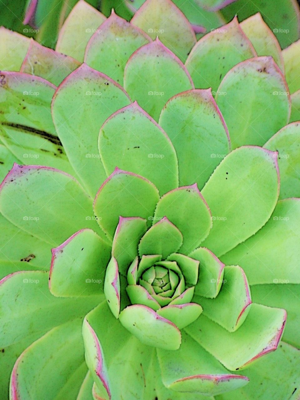 Succulent 