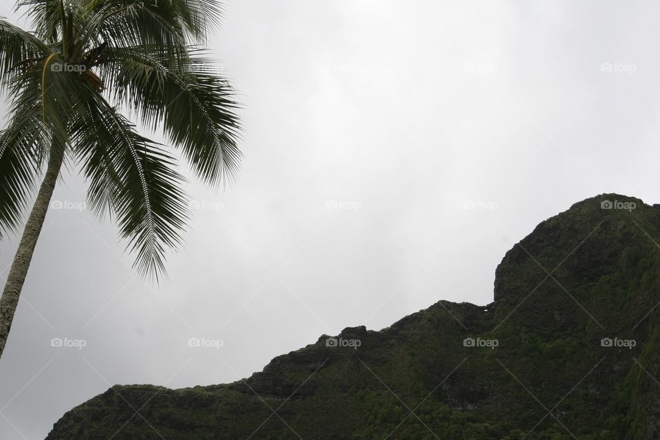 Palm Tree and Pali. Palm tree near mountains in Hawsii.