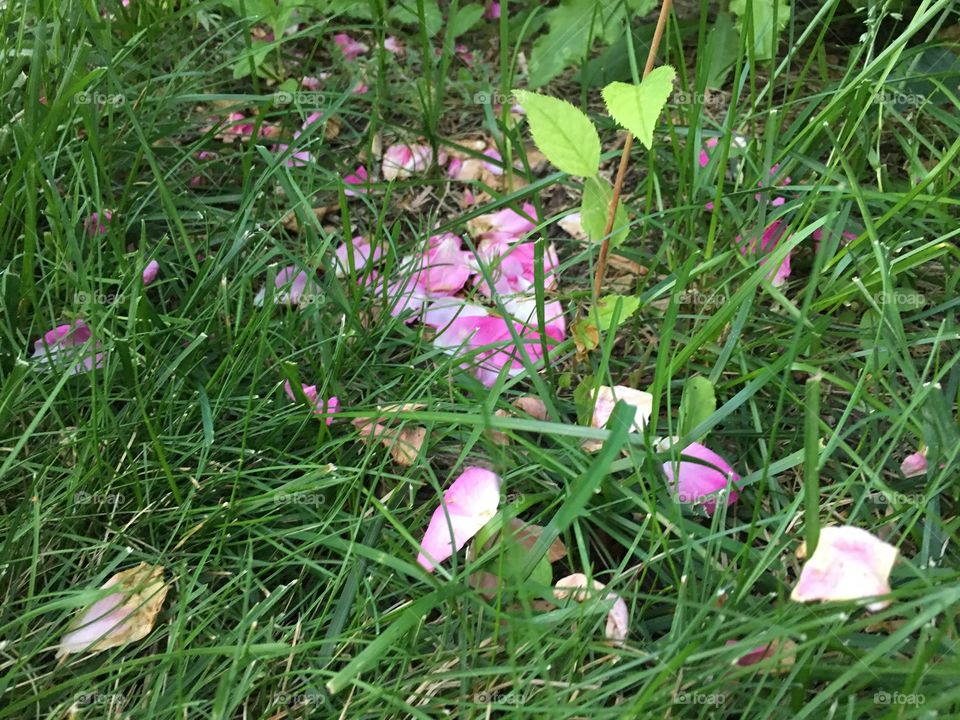 Rose on the grass