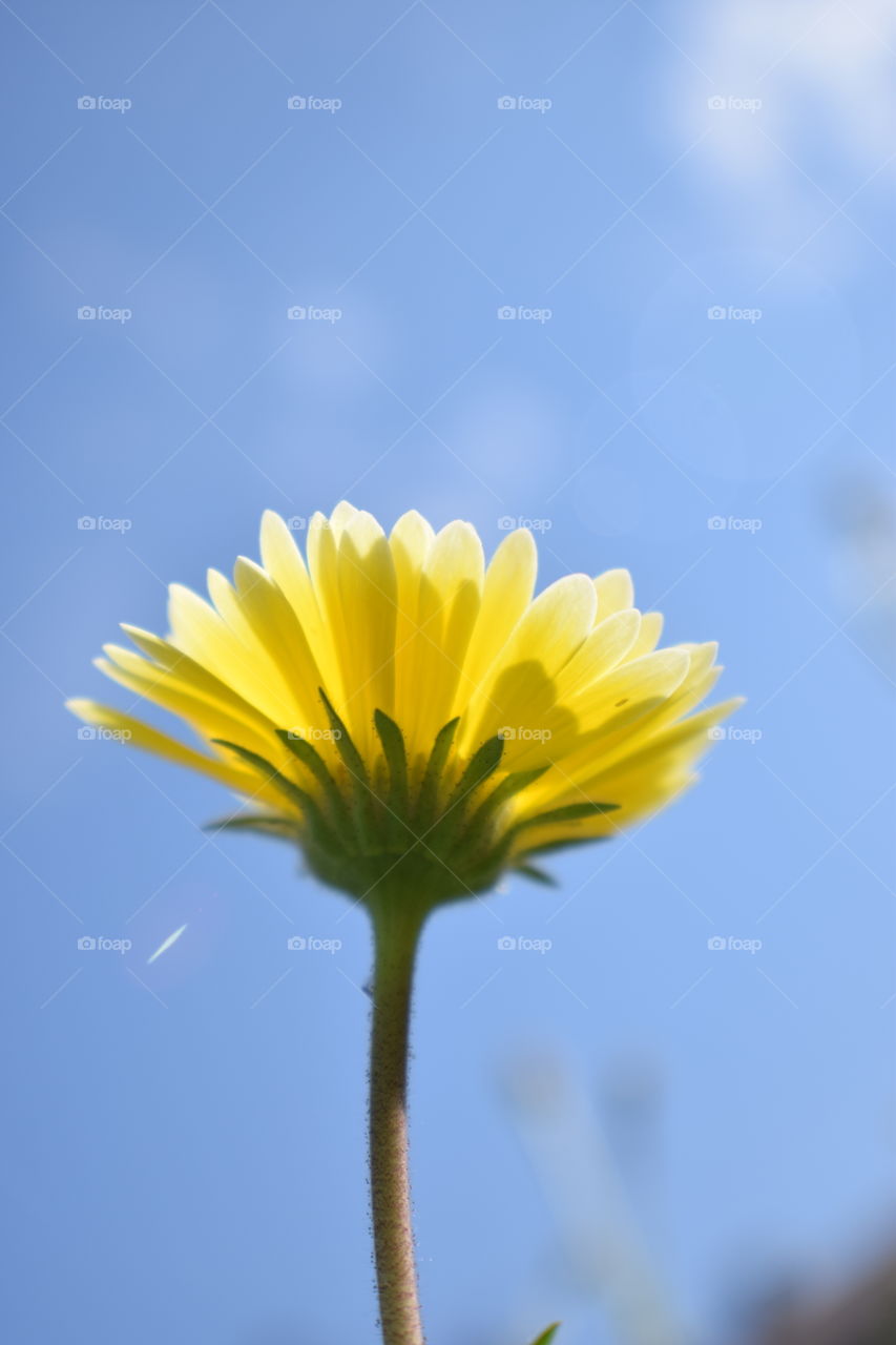 yellow flower