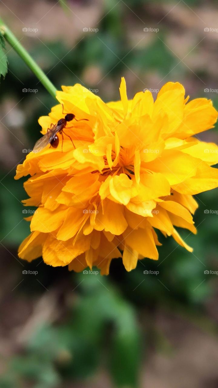 a yellow flower and an ant