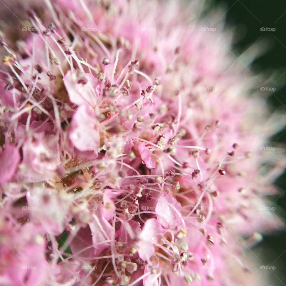 Extreme close-up of pink flower