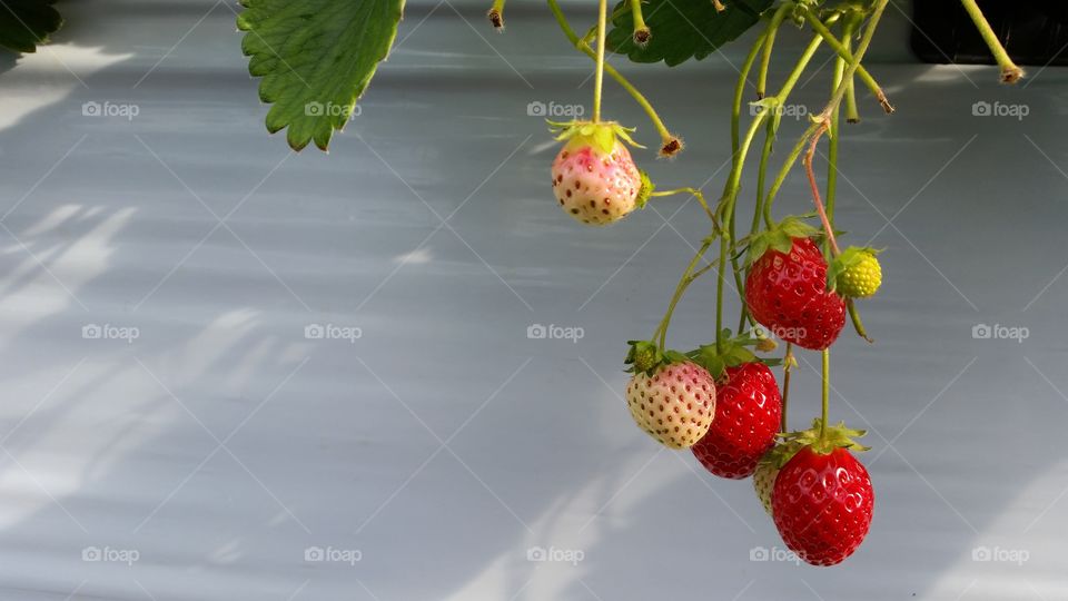 Strawberry