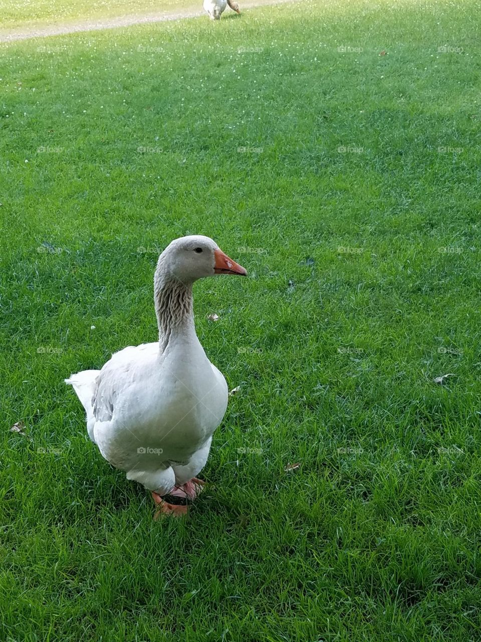 Goose