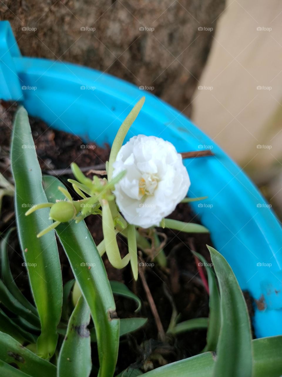 White Flower