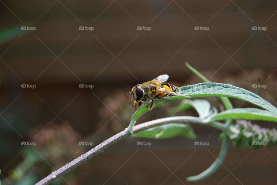 Bee on a branch