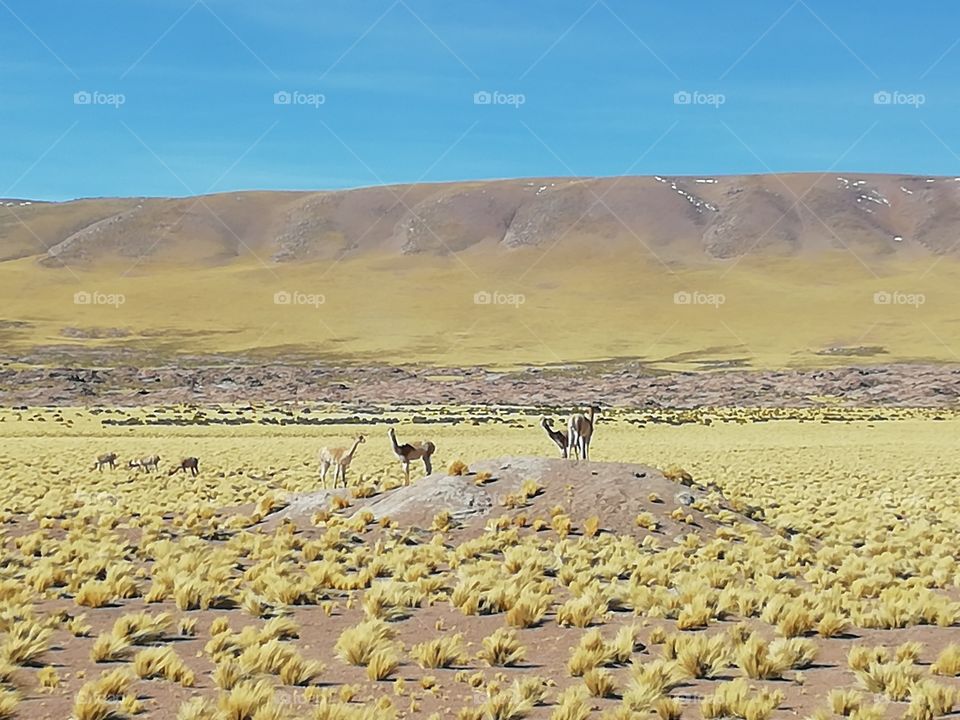 Vicuñas