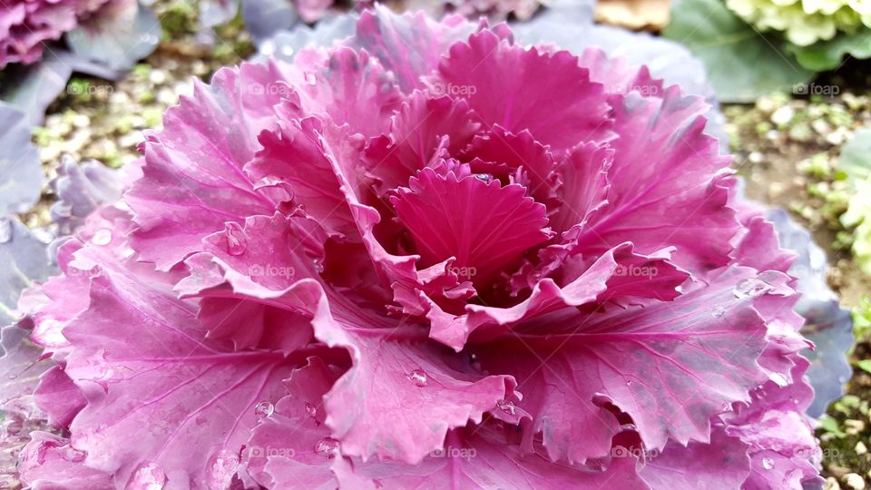 blooming ornamental cabbage