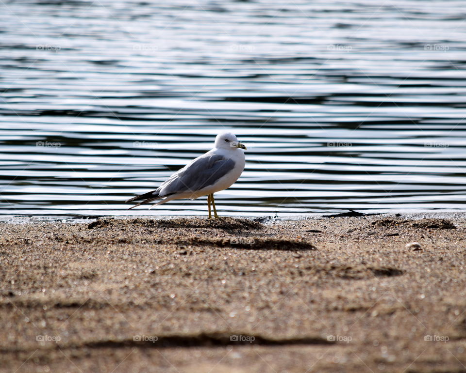 Seagull at the Beach