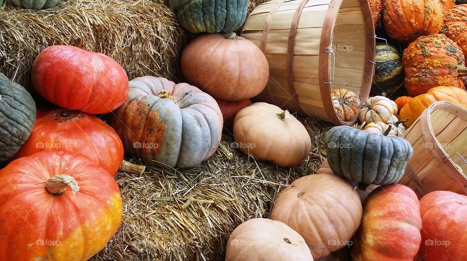 Multicolored pumpkins on bales of hay with baskets first signs of autumn