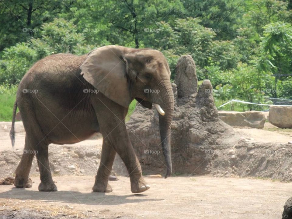 Elephant Strut