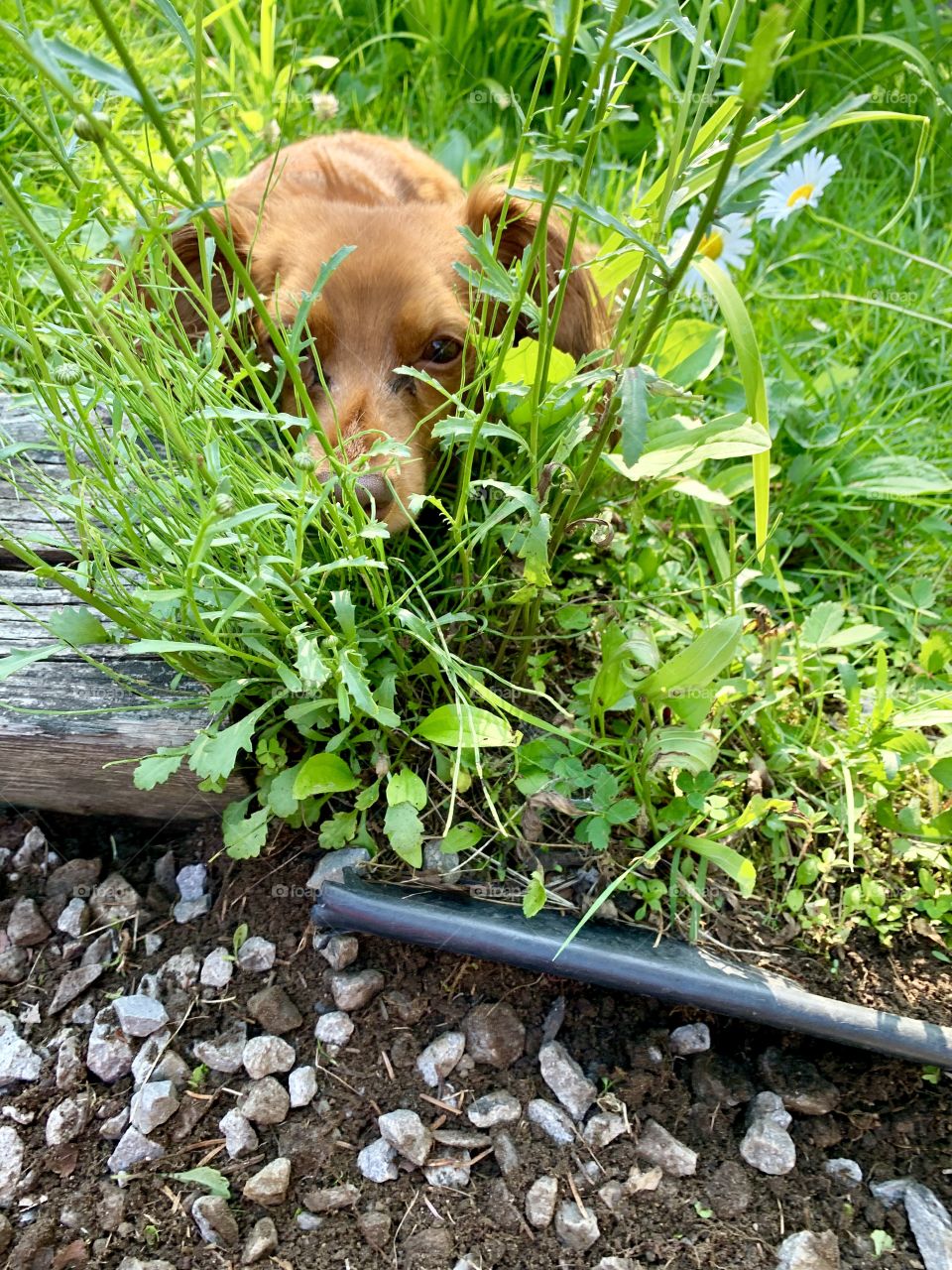 Charlie; my beautiful guardian Angel 💖