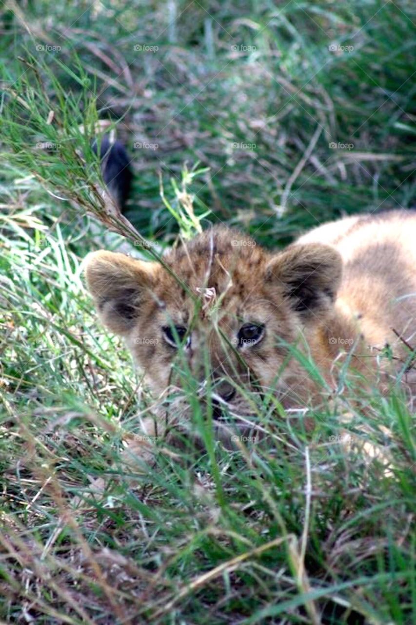 I just can't wait to be king