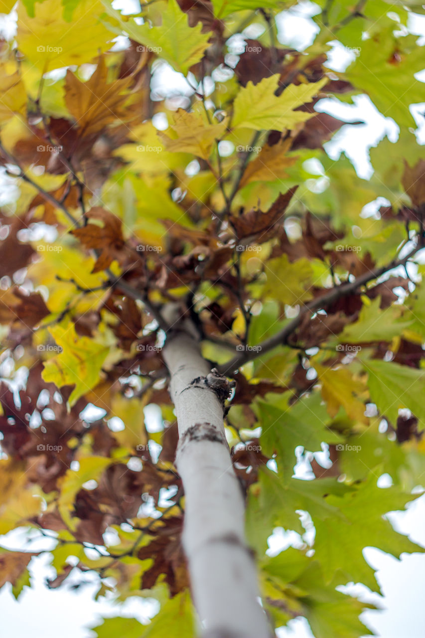 Low angle view of tree branches