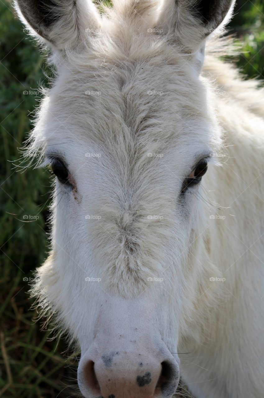 Oh Leona. Leona the little donkey