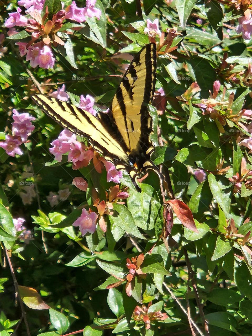 A strikingly beautiful Swallowtail butterfly visiting pink flowers in a green park on a sunny day in Oregon