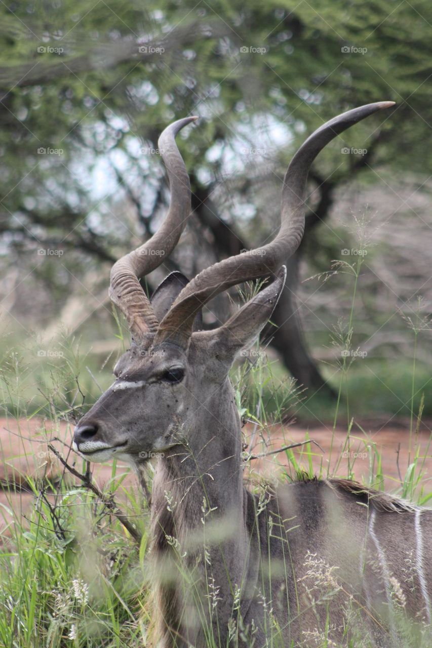 kudu kruger park South Africa