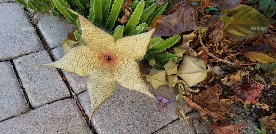 Stapelia Gigantea flower smells like rotting meat to attract pollinating flies