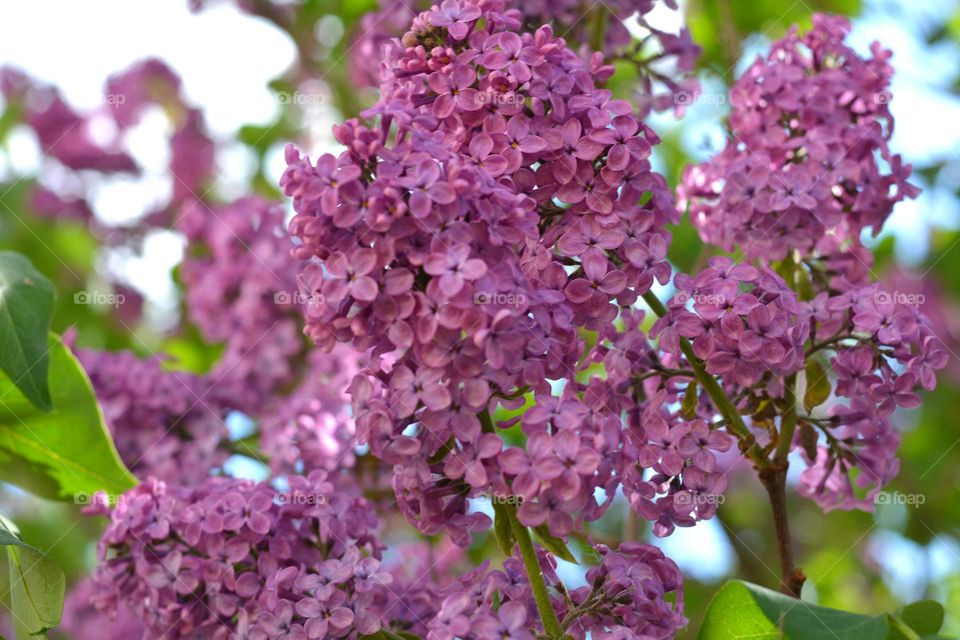 lilac purple flowers spring nature